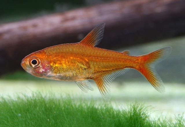 Bystrzyk Amandy Piękna Rybka Ławicowa Do Akwarium
