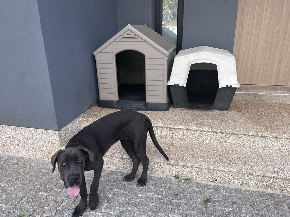Casota para cães de grande porte