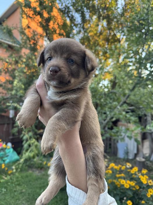 Щенята від дуже маленької собачки