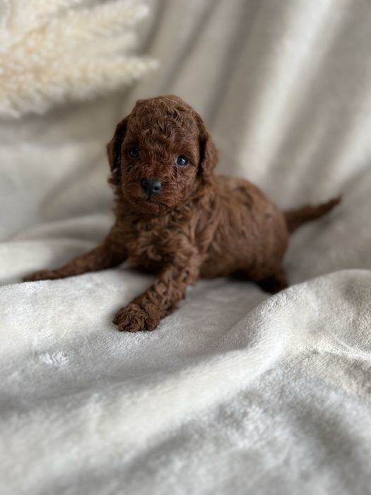 Pudel toy red piesek