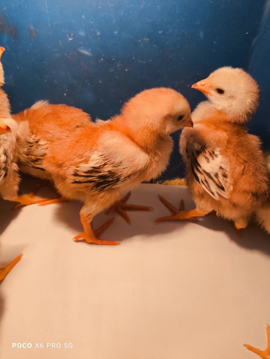 Pintos Rhode Island Red