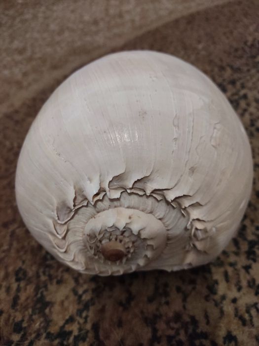 Океаническая ракушка большая