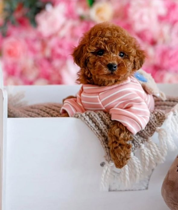 Красотулічка той пудель.мінні