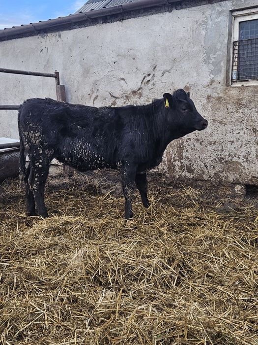 Jałówka, jałoszka mięsna