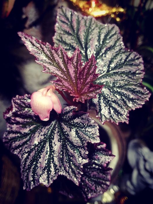 Begonia Pink Minx RZADKOŚĆ rośl. kolekcjonerska nie monstera variegata