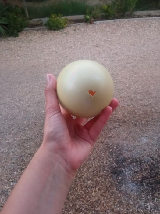 Ovos de Nandu ( vazios)
Limpos e desinfectados por dentro e por fora