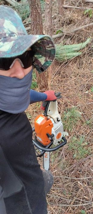 Corte/abate de árvores