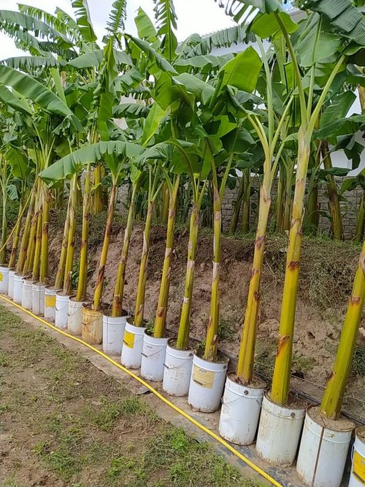 Bananeiras (banana maçã)
