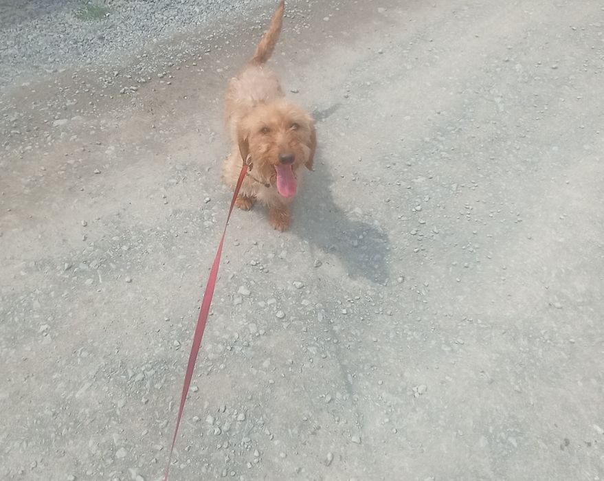 Таксята жорсткокремові для броні