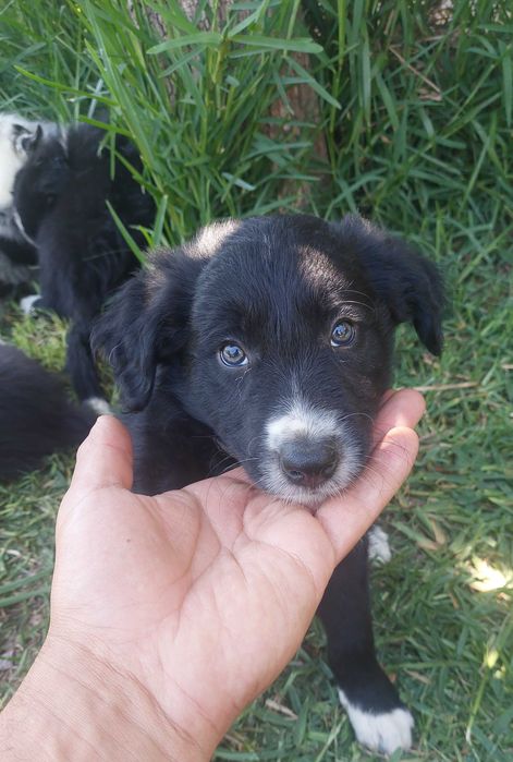 Collie preto e branco