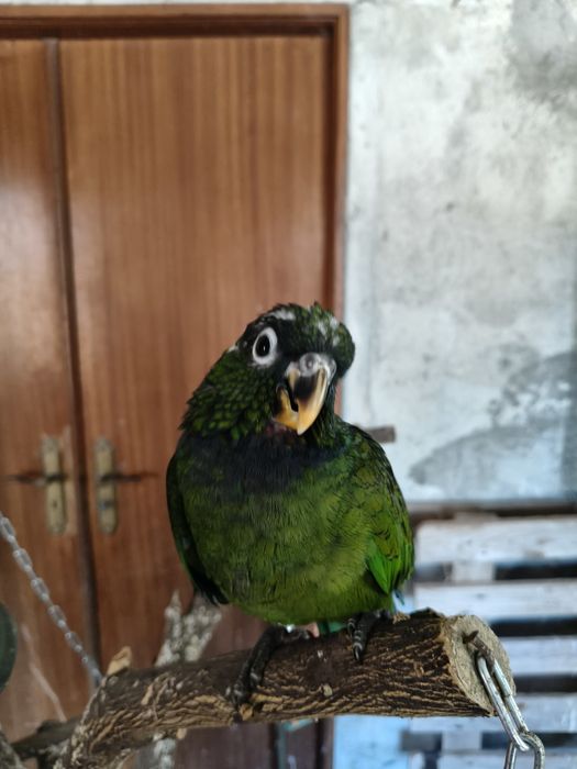 Pionos maximiliani para venda ou troca