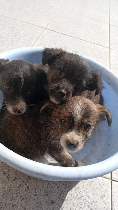 cães filhotes fofos