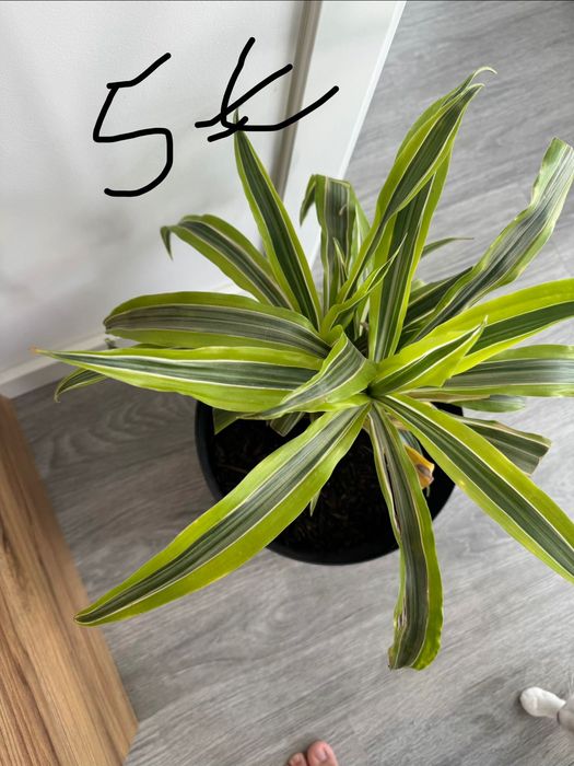 Plantas dracaenas , Zamioculcas e jibóias