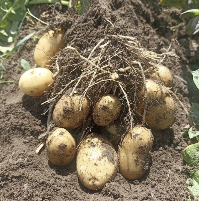 Ziemniaki jadalne vineta, queen anne, jelly