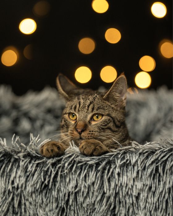 Bure kotki pragna domku