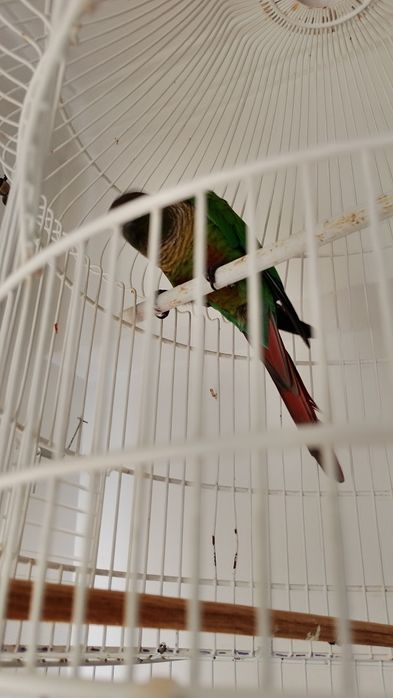 Piriquito Pirrura Macho