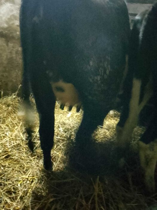 Jałówka wysokocielna