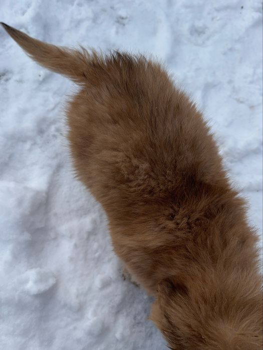 Цуценята шукають дім (від 22.10) - дівчинка