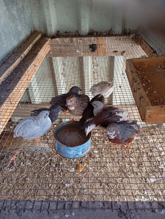 Продам розпесний перепіл