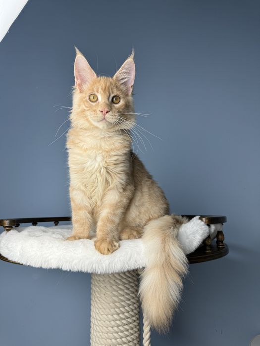 Очень ласковый котенок  4 месяца мейн кун мальчик