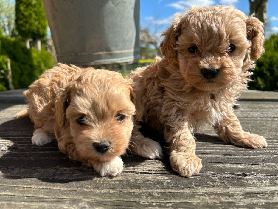 Szczeniak Maltipoo