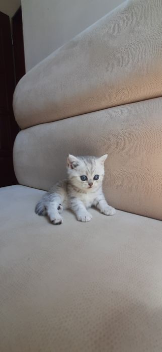 Британские котята