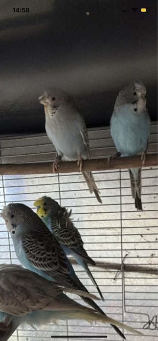 Periquitos de poupa circular top