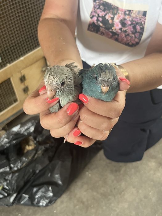 Kakarikis varias cores