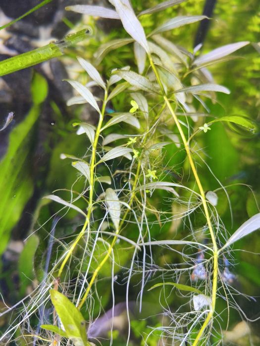 Hygrophila polysperma/nadwódka– łatwa roślina dla początkujących