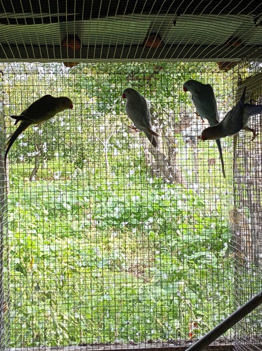 Vendo ou troco lote de  Ring Necks