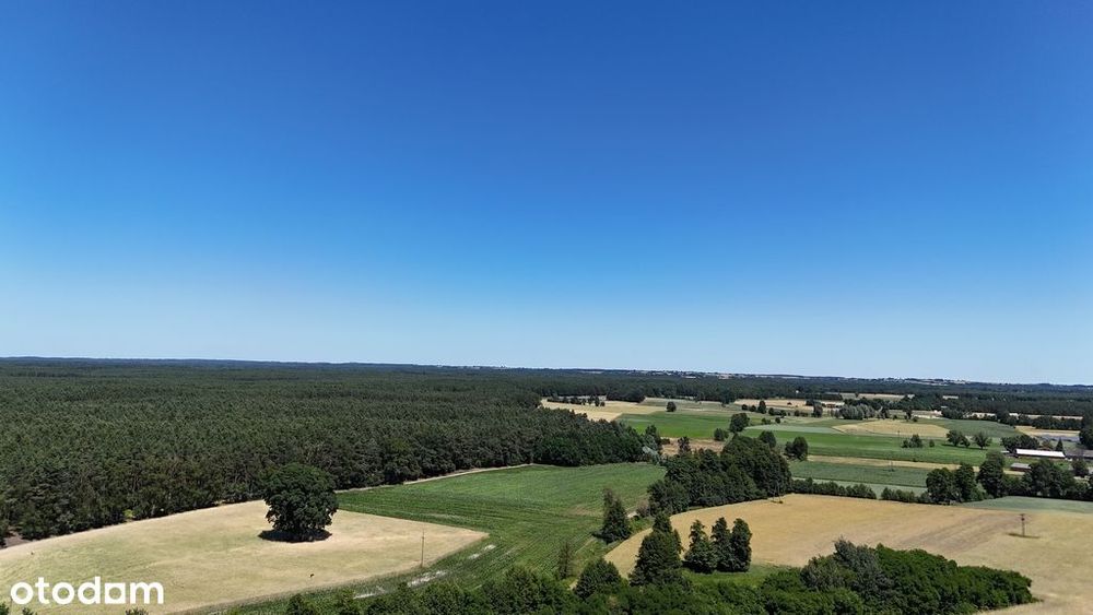 Działka budowlana pod lasem - Zakrzyn Kolonia
