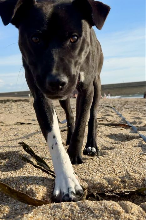 Cão de cerca de 1 ano
