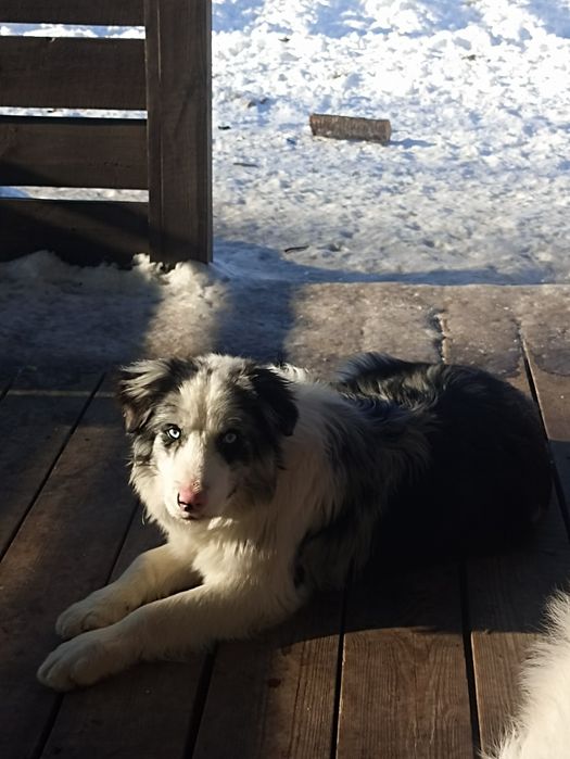 Хлопчики, дівчинка бордер коллі. Цуцики бордер коллі