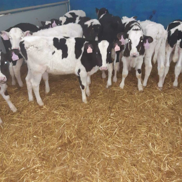 Cielęta Simentale, startery, odsadki, HF, Jałówki, Byczki, samodzielne