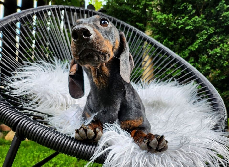 Jamnik króliczy / gładkowłosy / czarny podpalany (nie miniaturowy) FCI