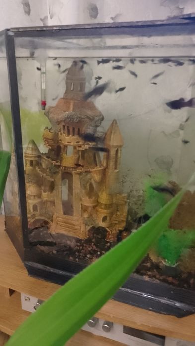 Акваріумні рибки молінезія..