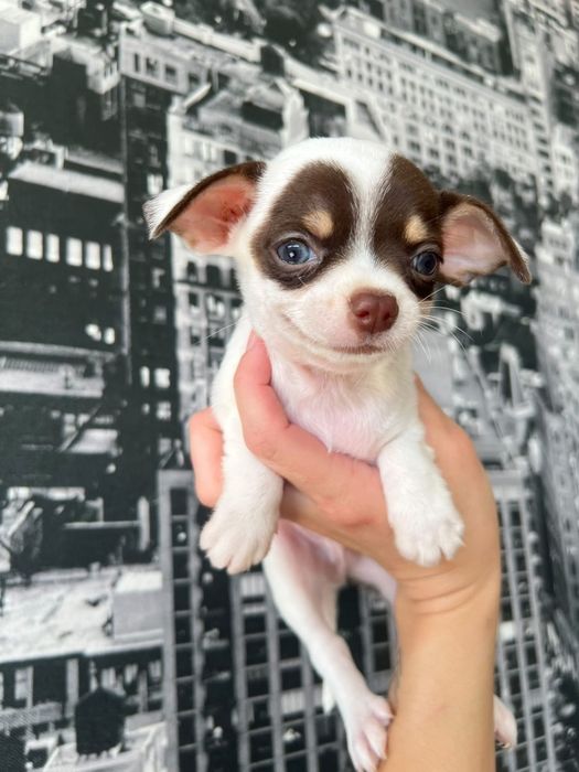 Chihuahua de olhos azuis . Menino .  Branco e chocolate Pêlo curto .Lindo demais.