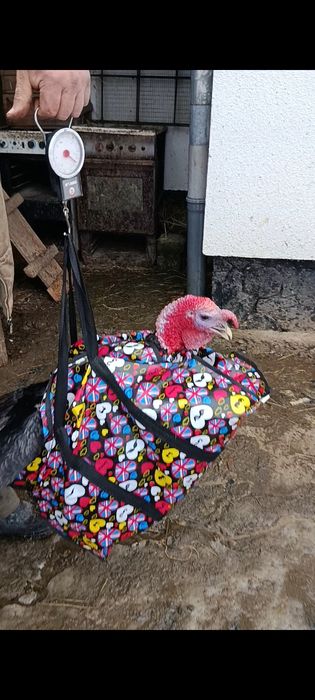 Продам Індика 13 кг