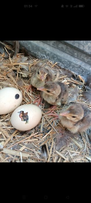 Pawie Jaja - Jajka Lęgowe