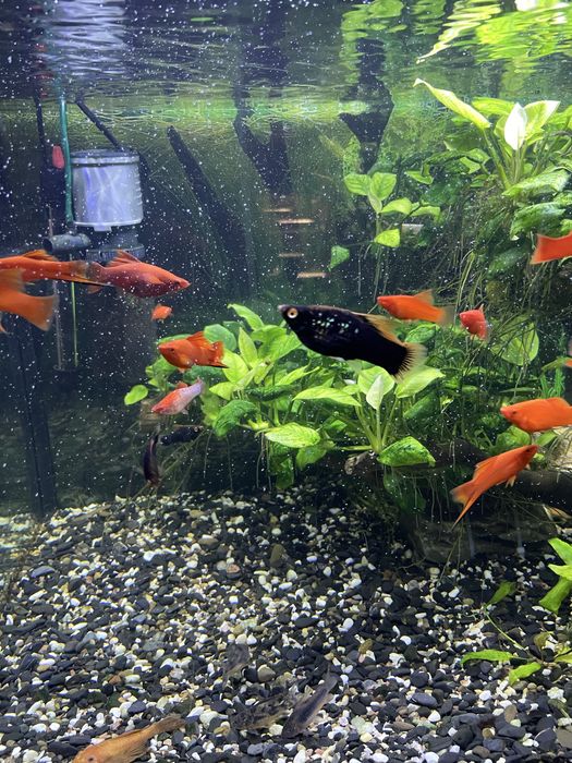 Мечоносець червоний та чорний