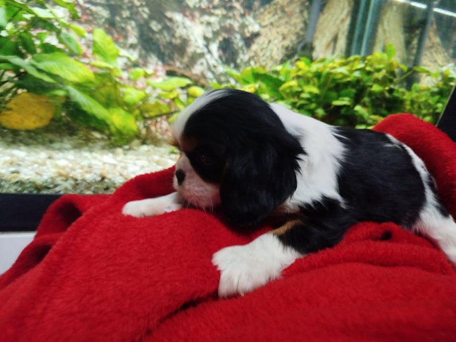Szczeniak cavalier king charles spaniel