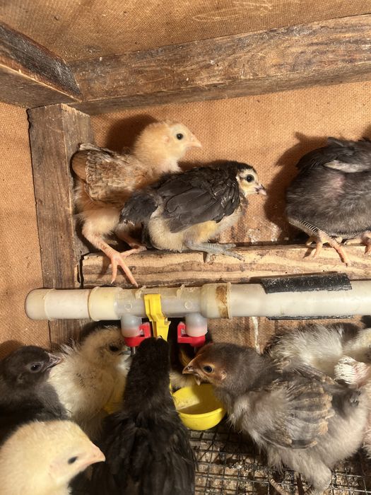 Курчата амераукана