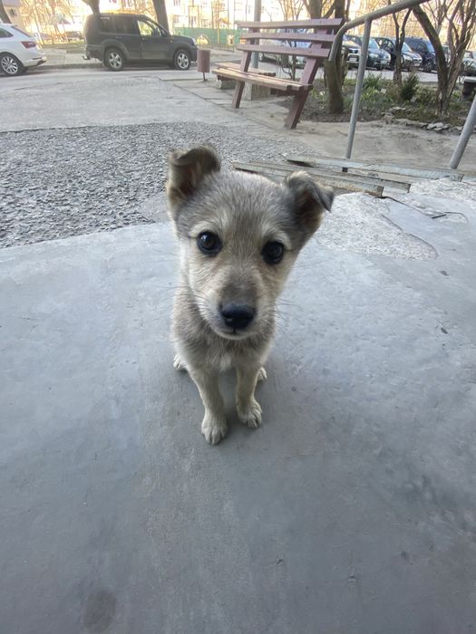 Віддам в добрі руки!!