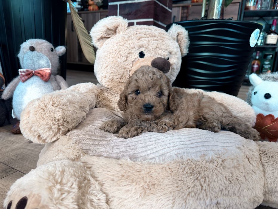 Cavapoo f1b piesek