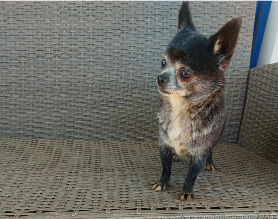 Chihuahua muito meiga