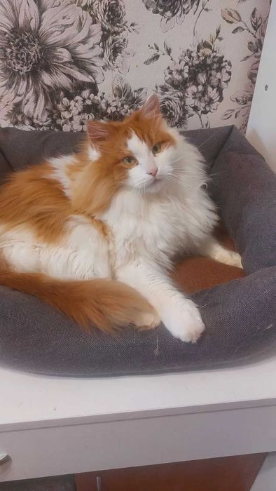Отдам пушистого рыже-белого кота, кастрирован