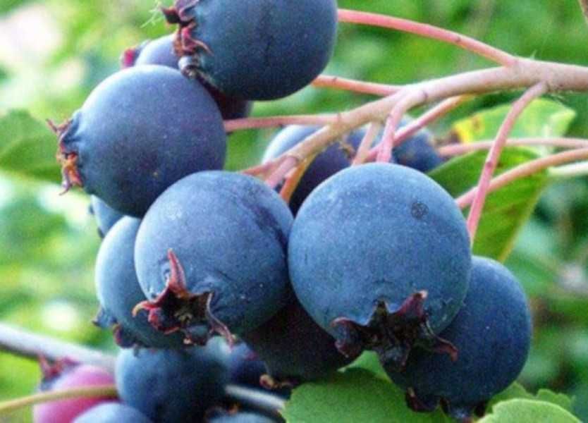 ŚWIDOŚLIWA OLCHOLISTNA Smoky - sadzonki w doniczkach