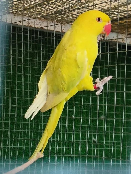 Lote Ring Necks Palidos