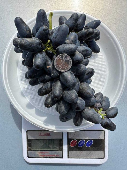 Продам виноград столовий ОПТ (Молдова, Сувенірний, Суручанский) — 35 грн/кг