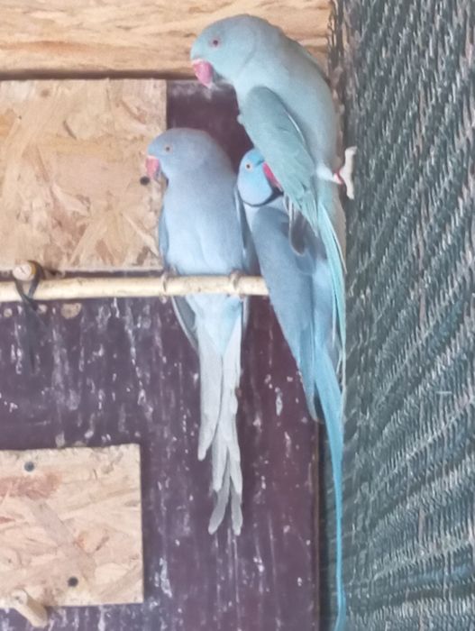 Aleksandrety obroża